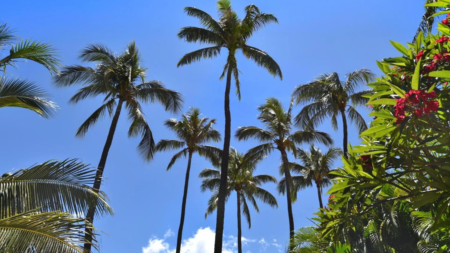 Apartment Kbm Resorts Free Car Maui Kaanapali Villas Mkv-Kvb-247 Renovated Studio Near Beach Central Ac